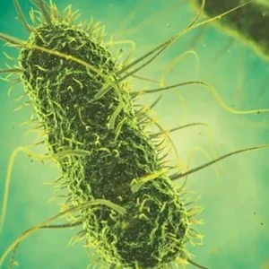 Azotobacter