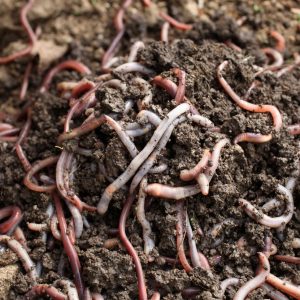 Vermicompost