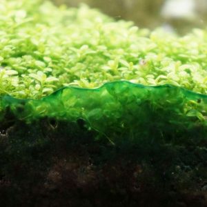 Blue Green Algae (BGA)