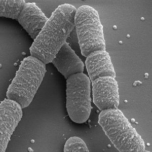 Phosphate Solubilizing Bacteria (PSB)